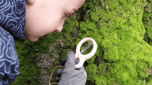🔬 Den Mikrokosmos im Waldboden erkunden