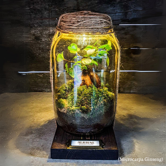 "Magische Alraune*" im Flaschengarten für Zauberlehrlinge