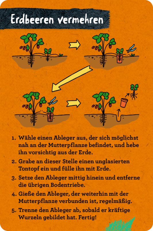50 Garten-Projekte - Metallbox mit Karten