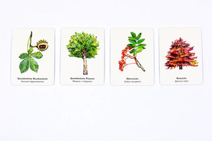 Bäume und ihre Blätter - Memory-Spiel 🌳🍃