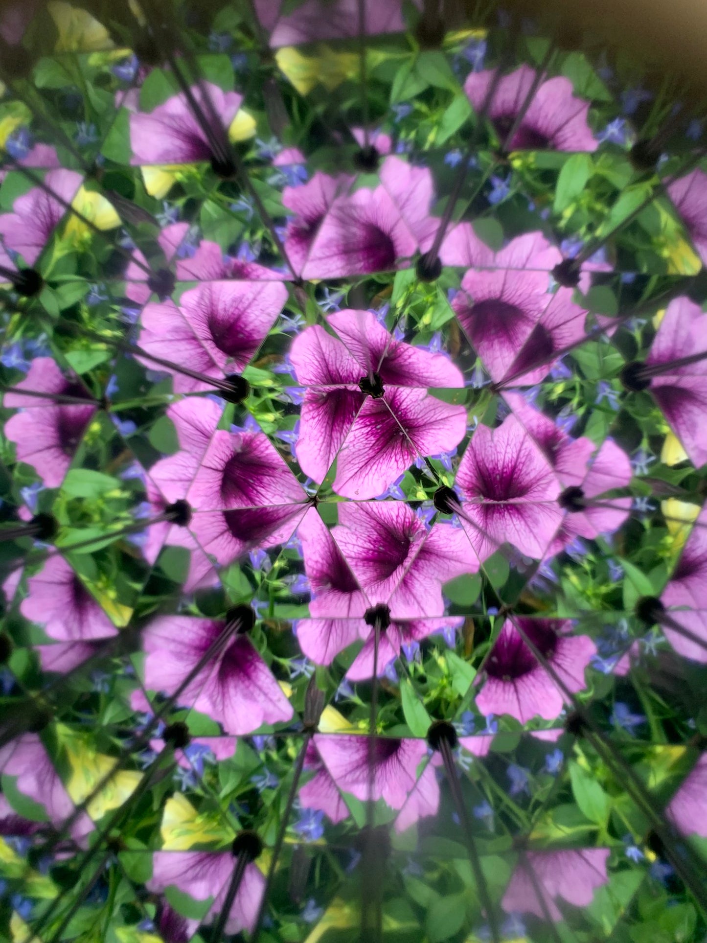 Natur-Kaleidoskop – Entdecke die Wunder 🍃🔍