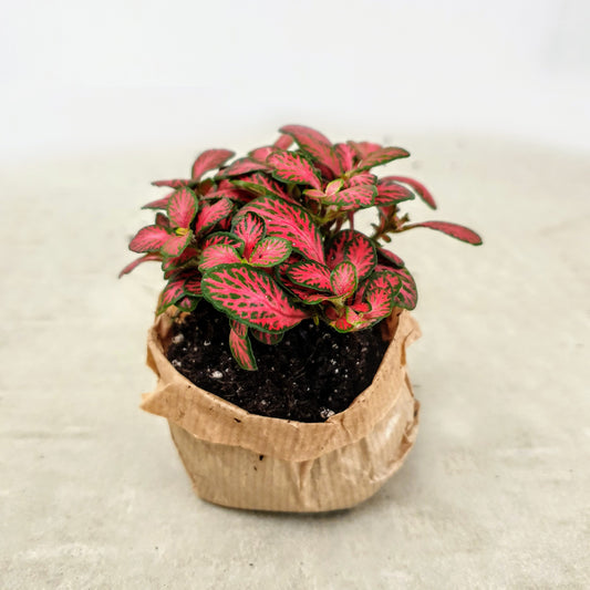 Fittonia (Mosaikpflanze ) - Pflanze für deinen Flaschengarten