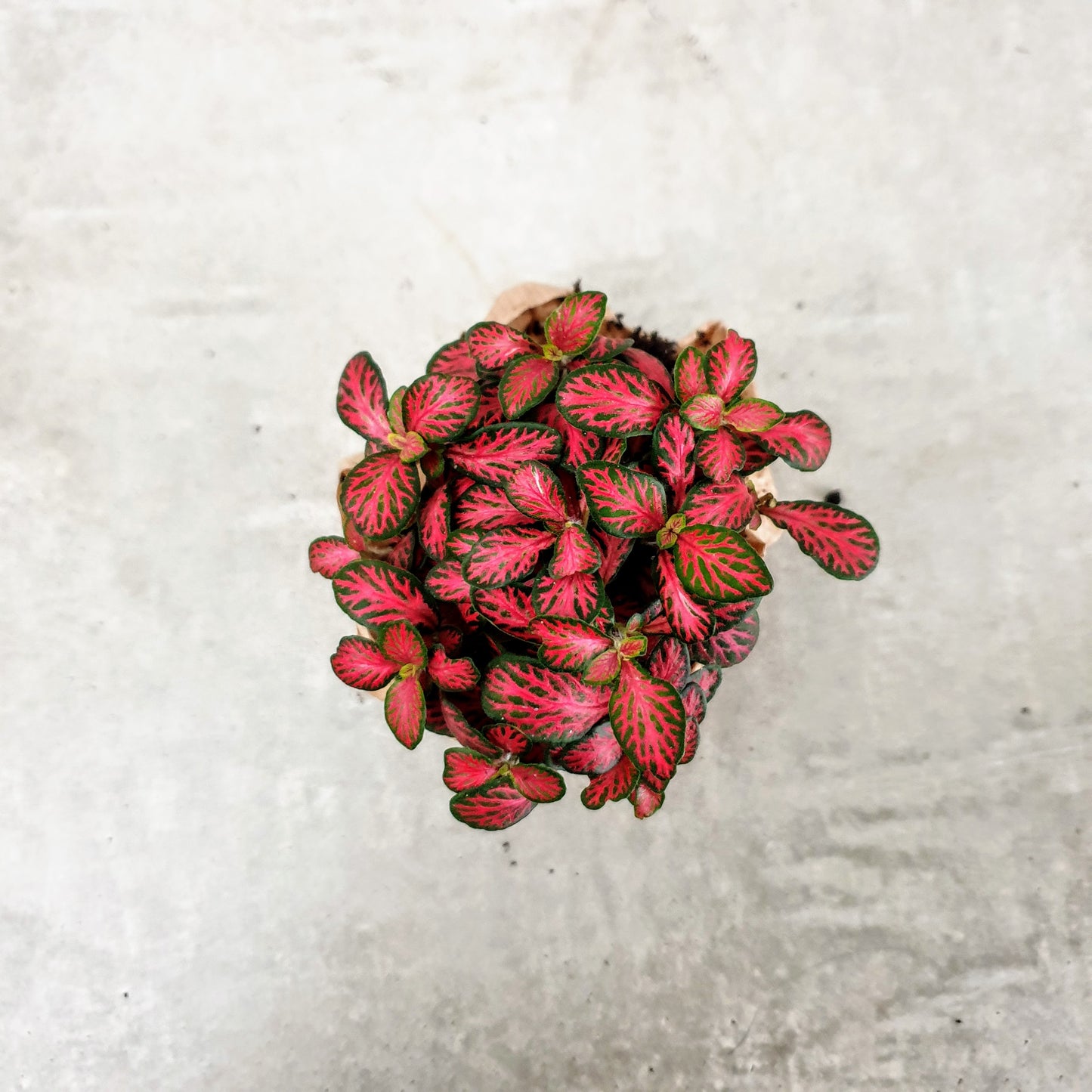 Fittonia (Mosaikpflanze ) - Pflanze für deinen Flaschengarten