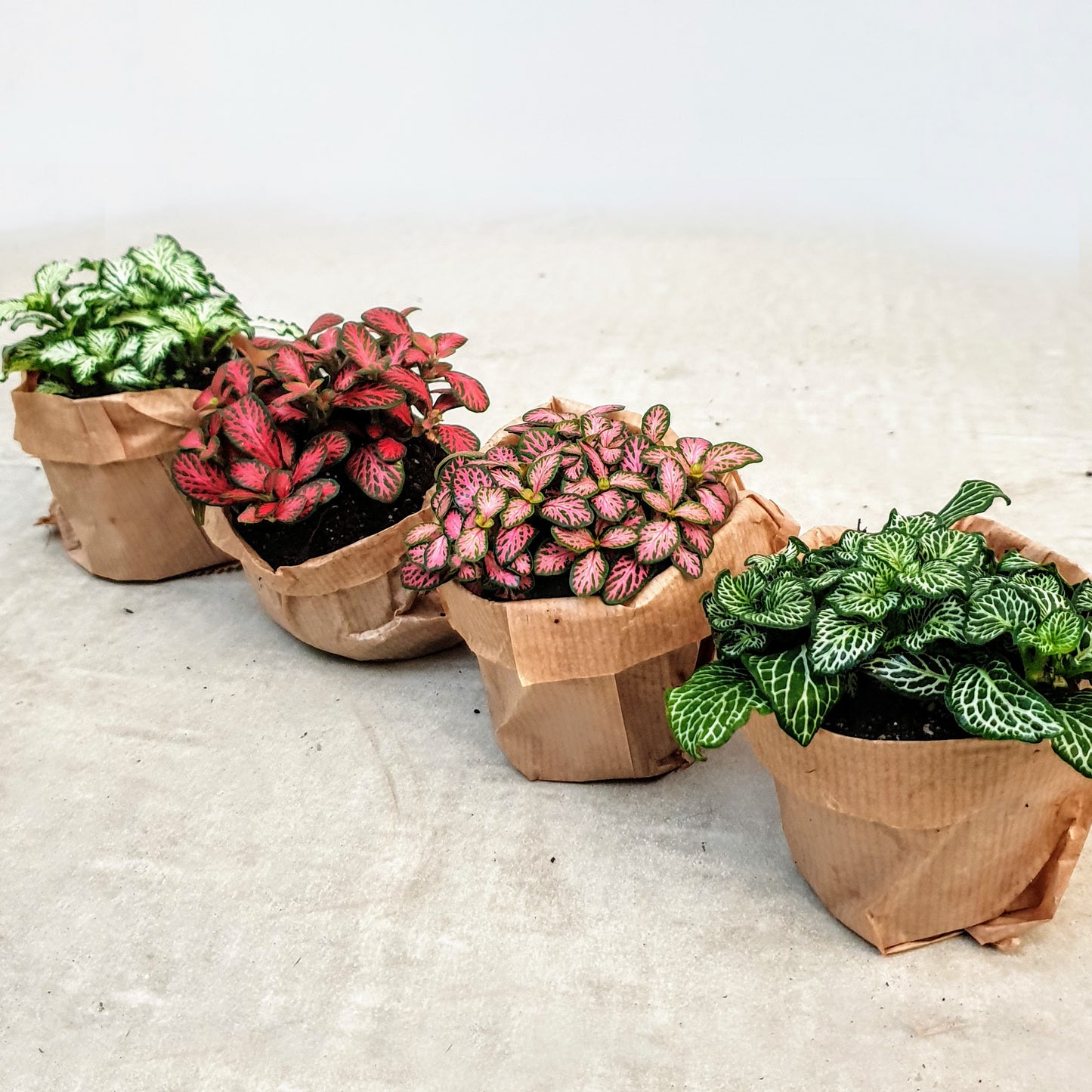 Fittonia (Mosaikpflanze ) - Pflanze für deinen Flaschengarten