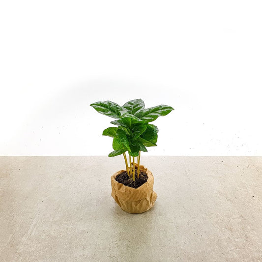 Kaffeepflanze (Coffea arabica)