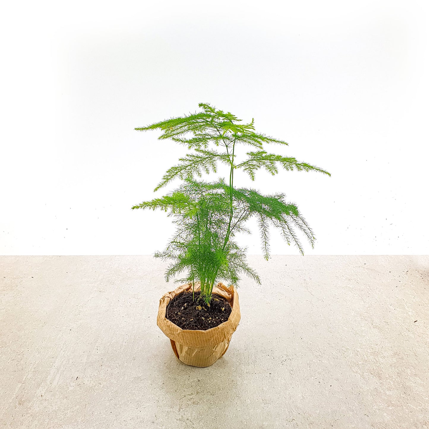 "Zierspargel" Asparagus setaceus