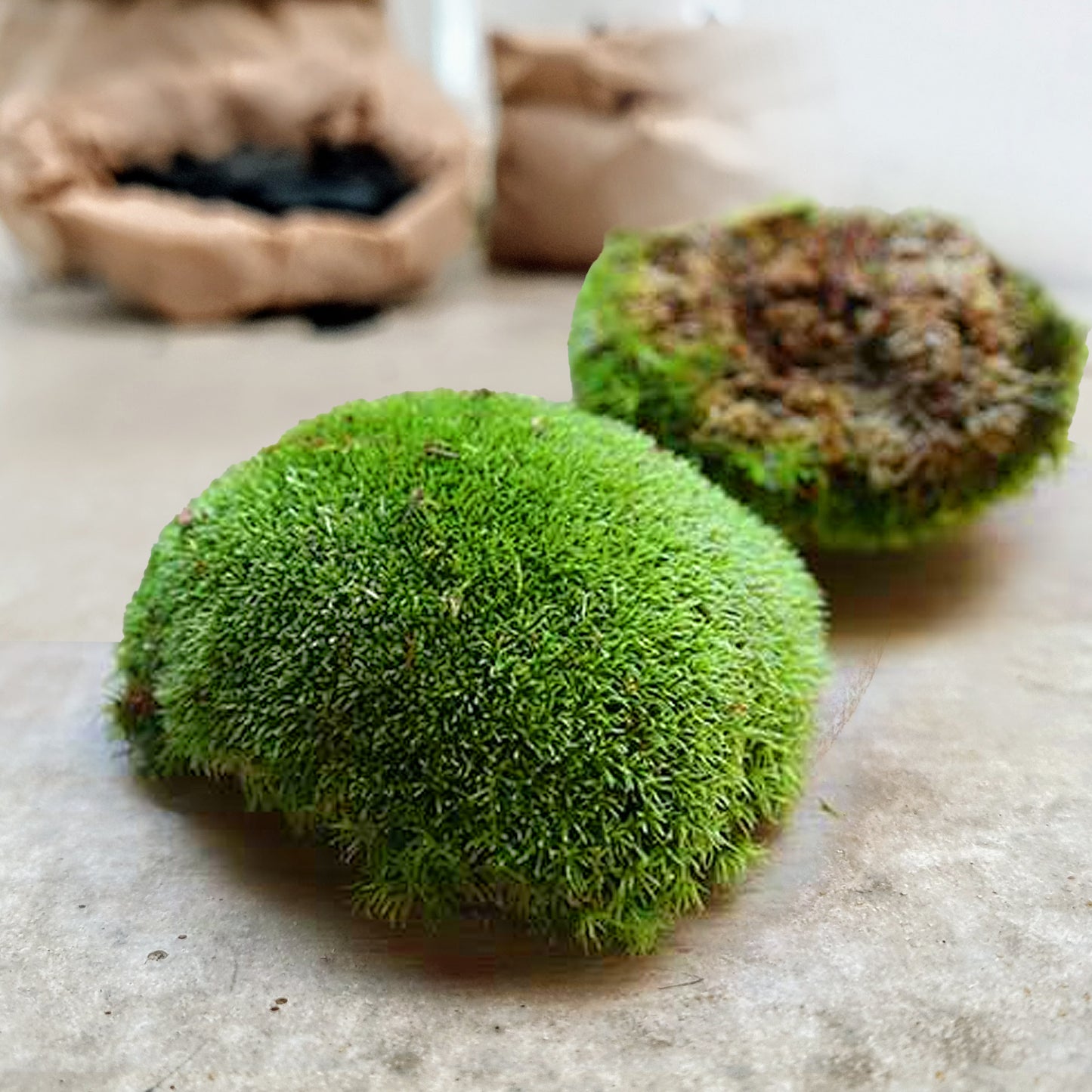 Moosballen