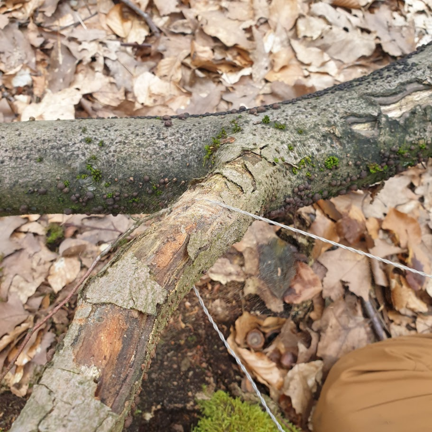 Bushcraft for Family: Gemeinsam in die Wildnis - Buch