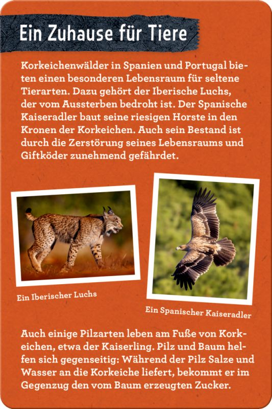 50 Bäume kennen & erleben - Nature Zoom (Blechdose)