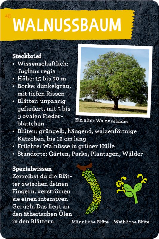 50 Bäume kennen & erleben - Nature Zoom (Blechdose)