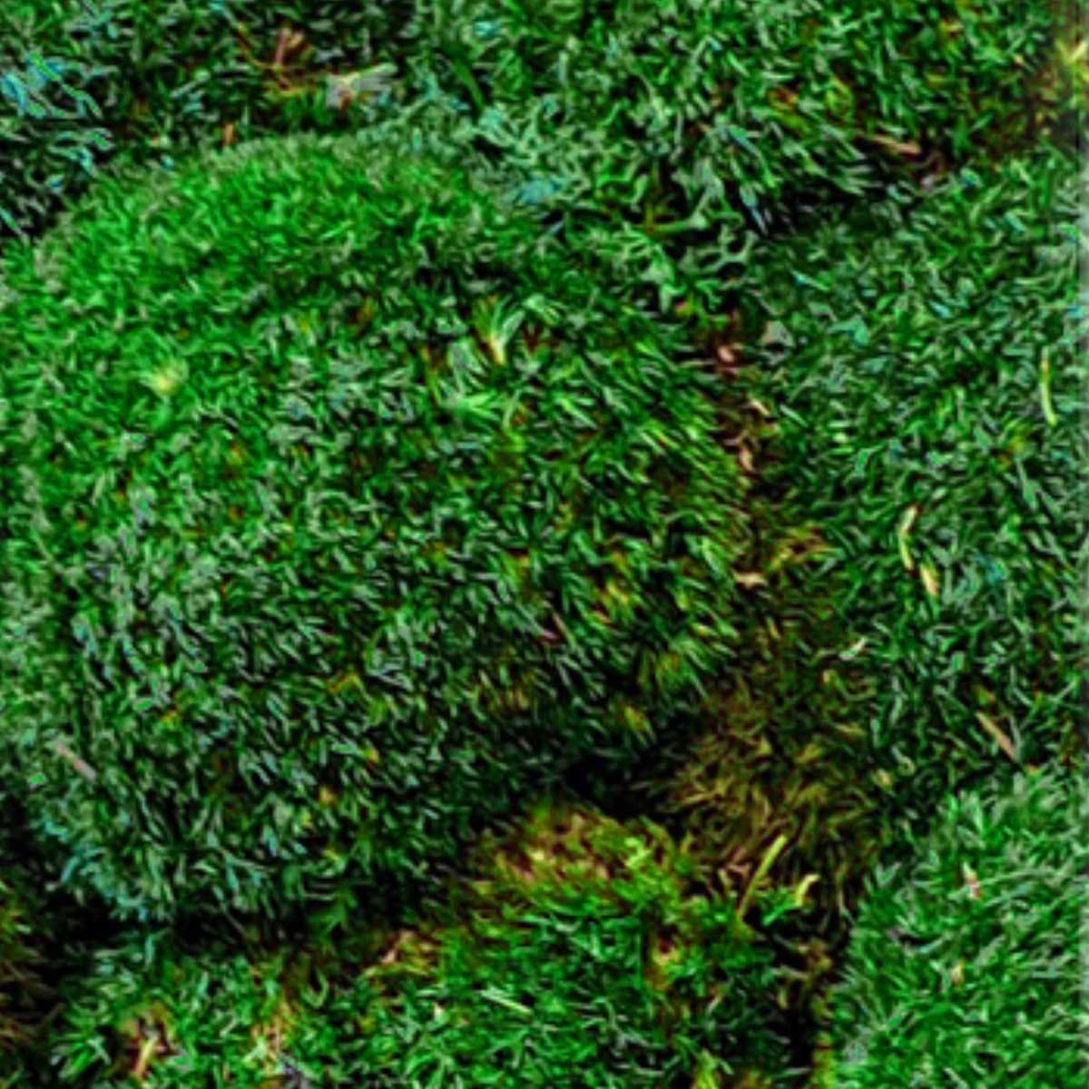 Ballenmoos Waldgrün