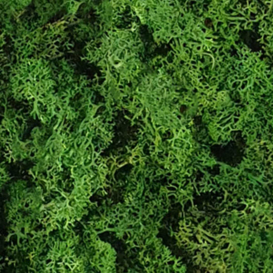 Rentiermoos Waldgrün