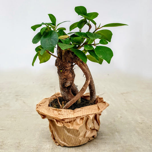 Mini Bonsai: Ficus microcarpa Ginseng (Chinesische Feige )
