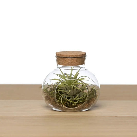 Kleines Glas-Korkgefäß mit Luftpflanze